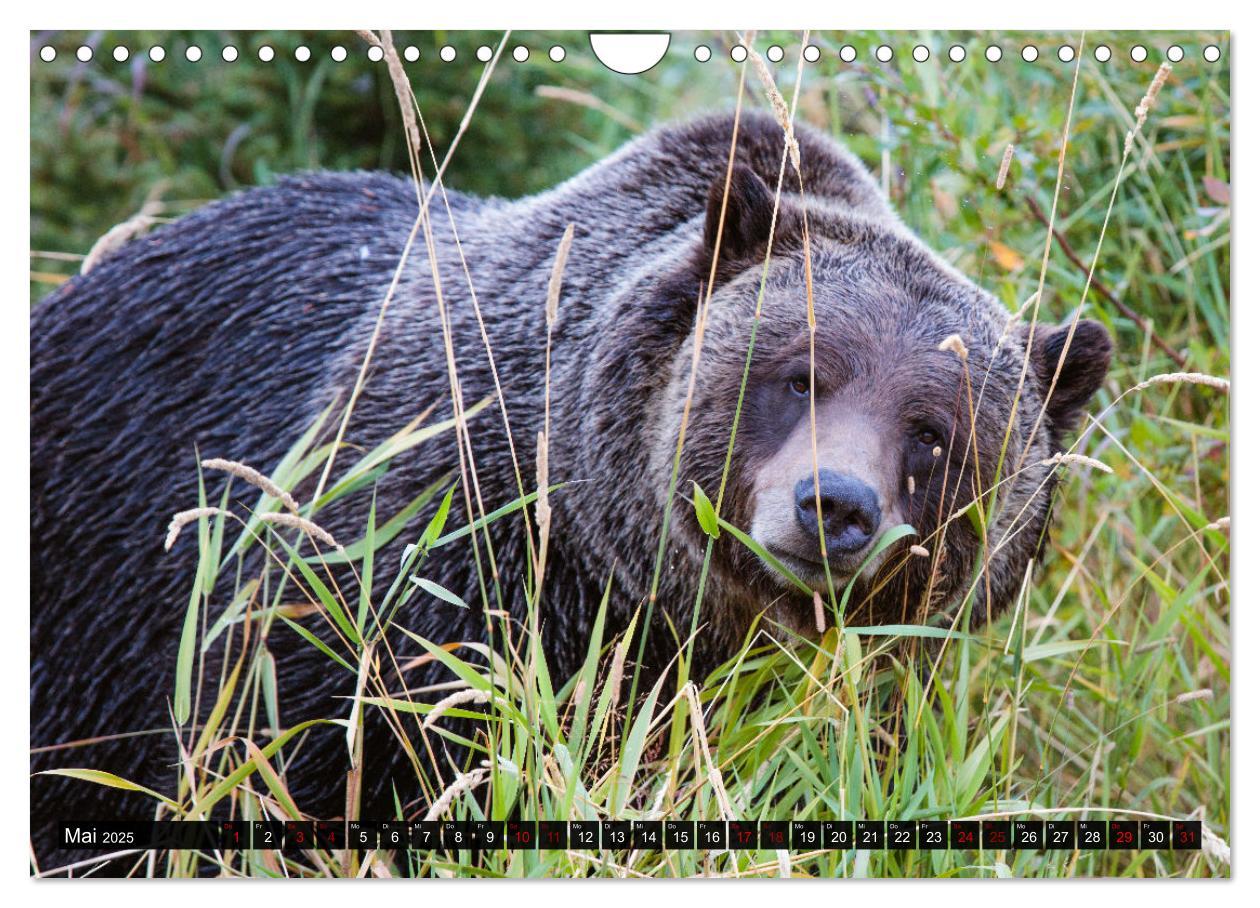 Bild: 9783435039159 | Kanada - Abenteuer in den Nationalparks (Wandkalender 2025 DIN A4...