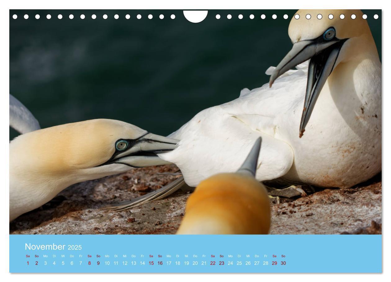 Bild: 9783457207666 | Basstölpel auf Helgoland - von Ostfriesenfotografie (Wandkalender...