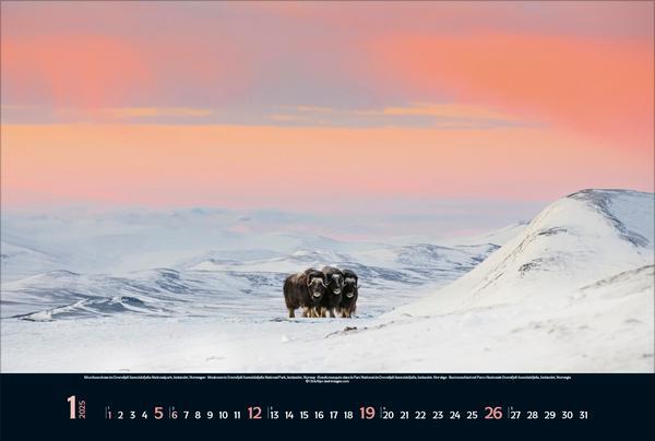 Bild: 9783731880073 | Wilde Tiere - weite Landschaft 2025 | Verlag Korsch | Kalender | 14 S.