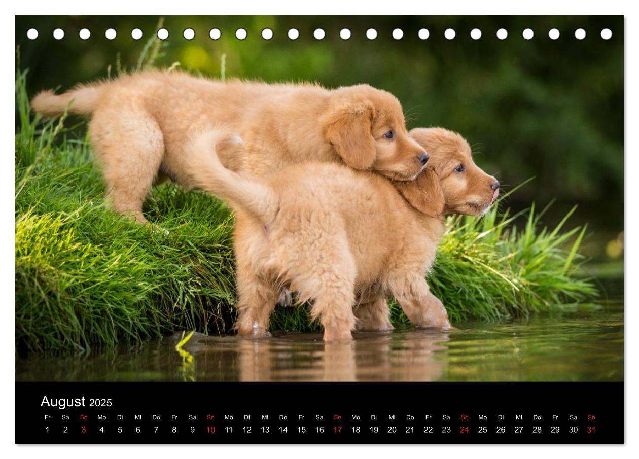 Bild: 9783435626076 | Toller - Nova Scotia Duck Tolling Retriever (Tischkalender 2025 DIN...