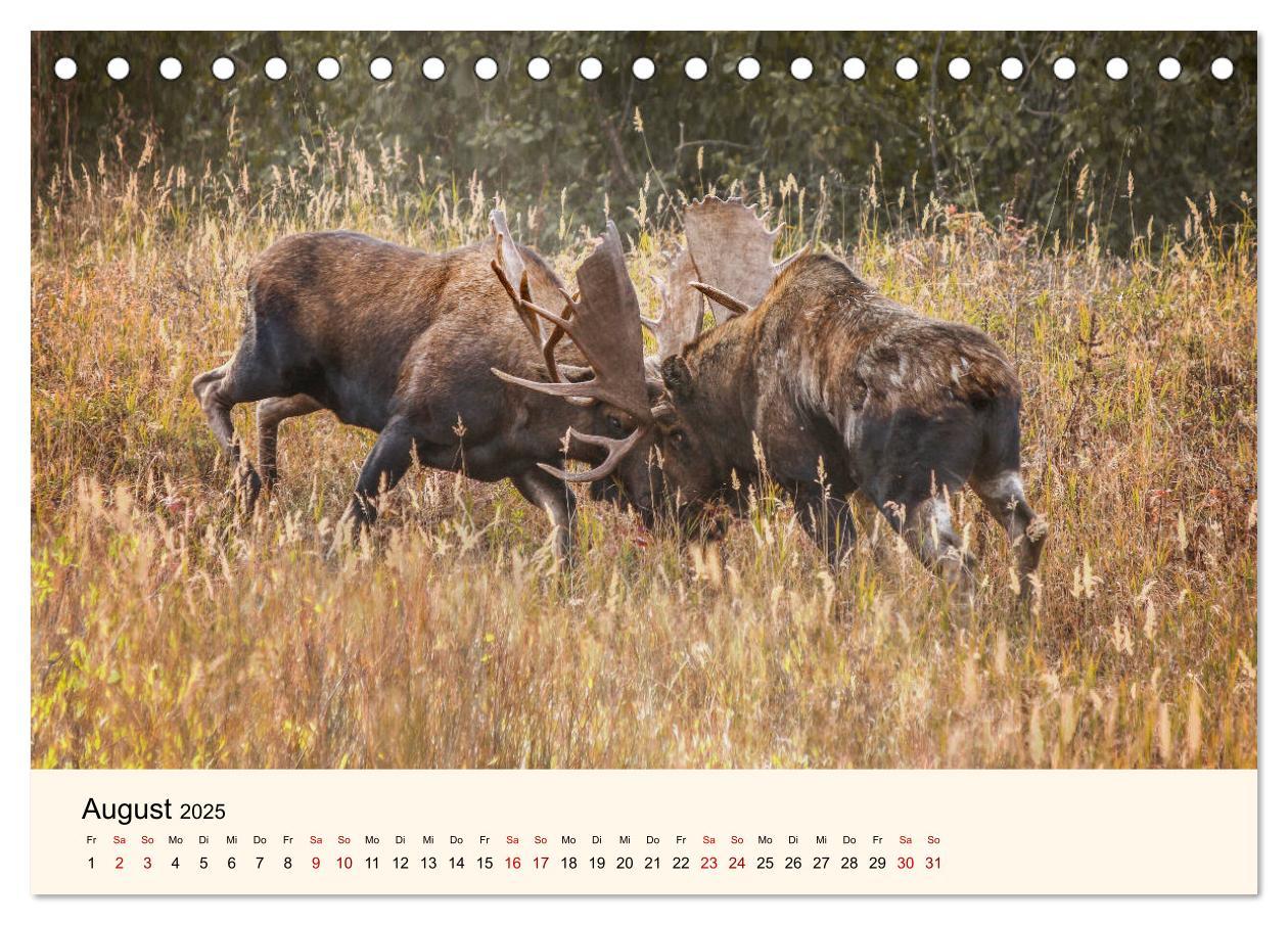 Bild: 9783435129089 | Der Elch - König des Nordens (Tischkalender 2025 DIN A5 quer),...