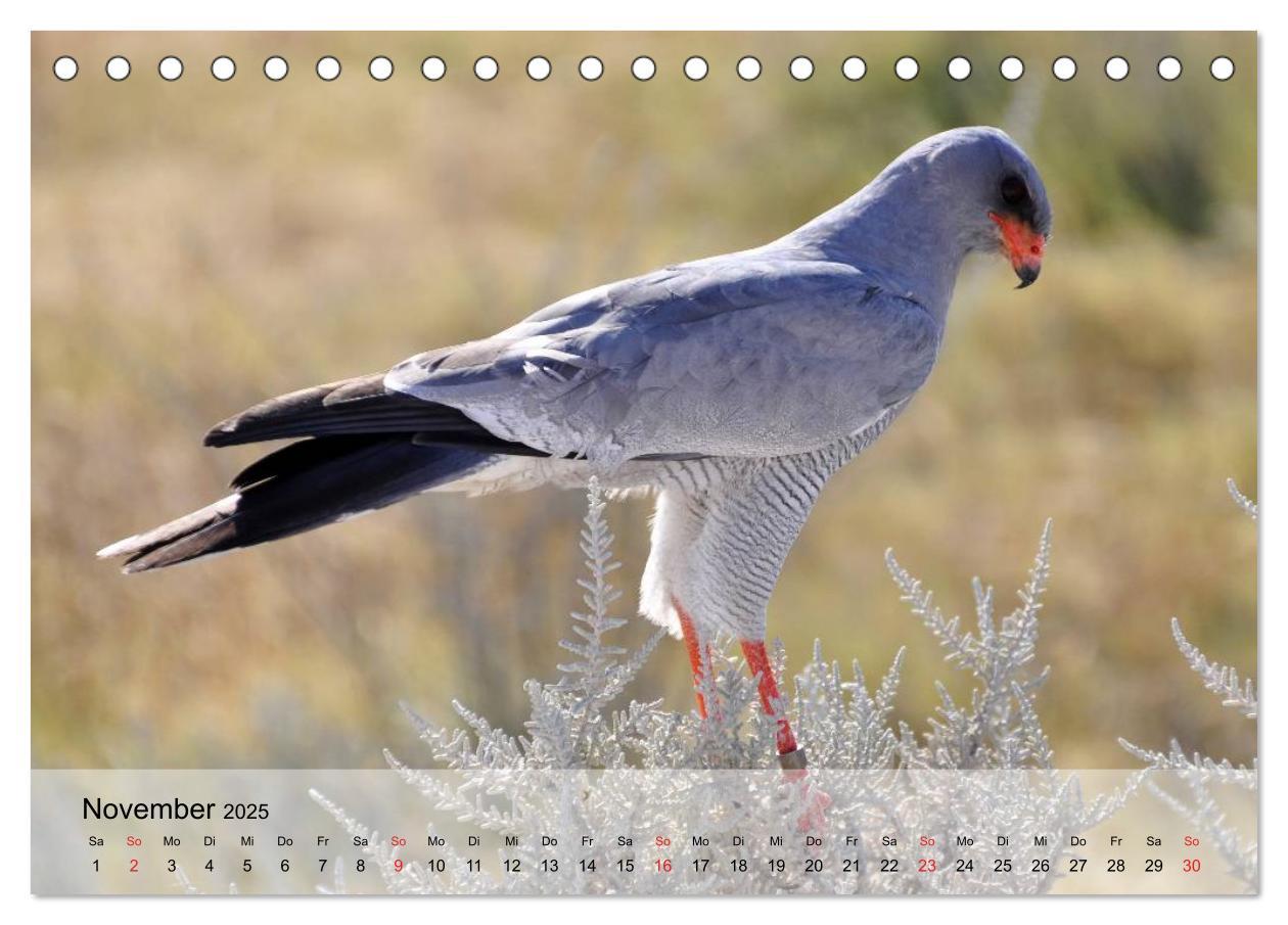 Bild: 9783435650330 | Falken und Greifvögel. Edle Jäger (Tischkalender 2025 DIN A5 quer),...