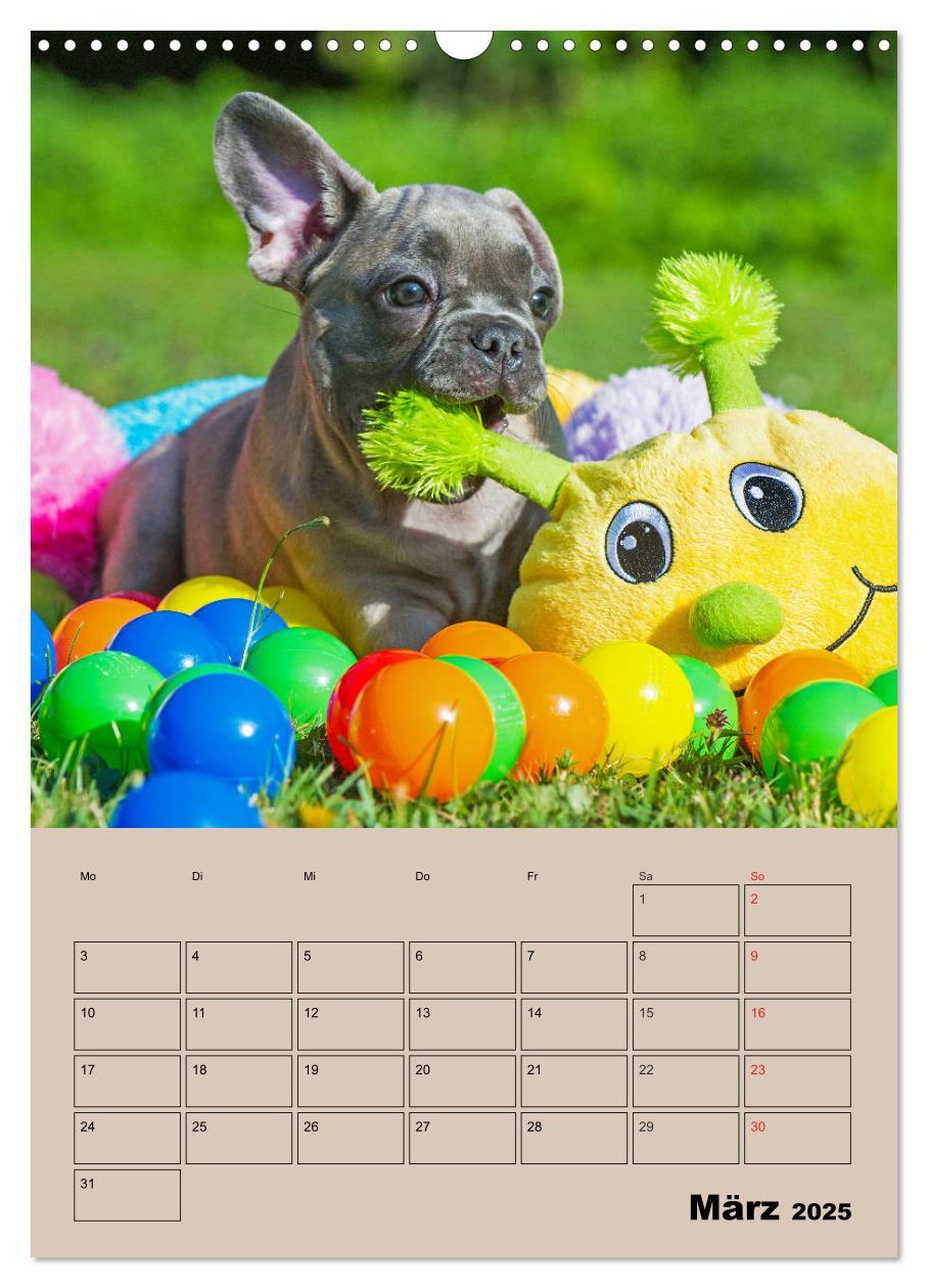 Bild: 9783435959259 | Jahresplaner Französische Bulldogge (Wandkalender 2025 DIN A3...