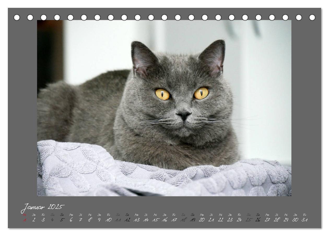 Bild: 9783435400331 | GRAUE ENGEL Britischkurzhaar-Katzen (Tischkalender 2025 DIN A5...