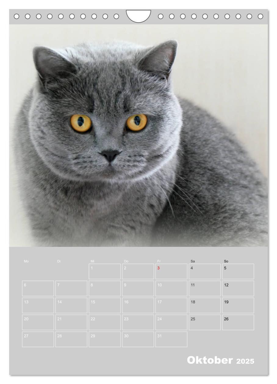 Bild: 9783435992621 | Graue Engel - Britischkurzhaar-Katzen (Wandkalender 2025 DIN A4...