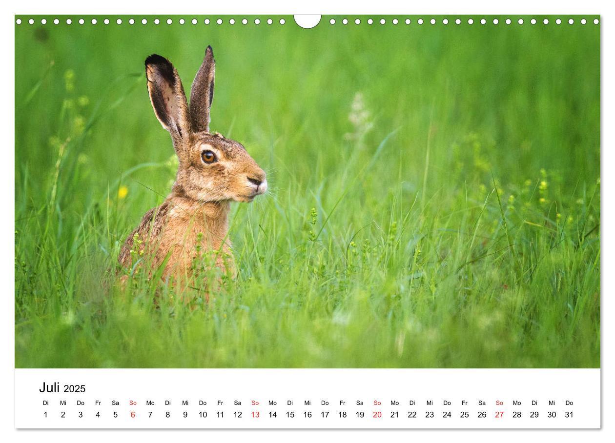 Bild: 9783435311996 | Unsere heimische Tierwelt (Wandkalender 2025 DIN A3 quer), CALVENDO...