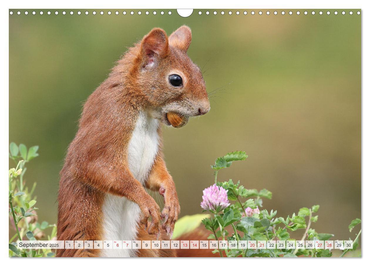 Bild: 9783435566723 | Besondere Augenblicke mit Eichhörnchen (Wandkalender 2025 DIN A3...