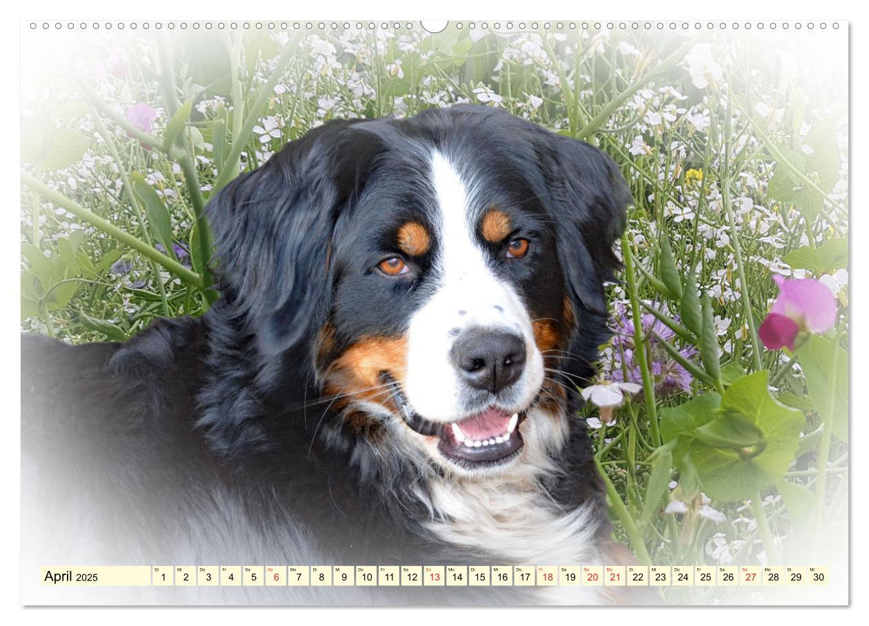 Bild: 9783435372348 | Rasseportraits - Hunde (hochwertiger Premium Wandkalender 2025 DIN...