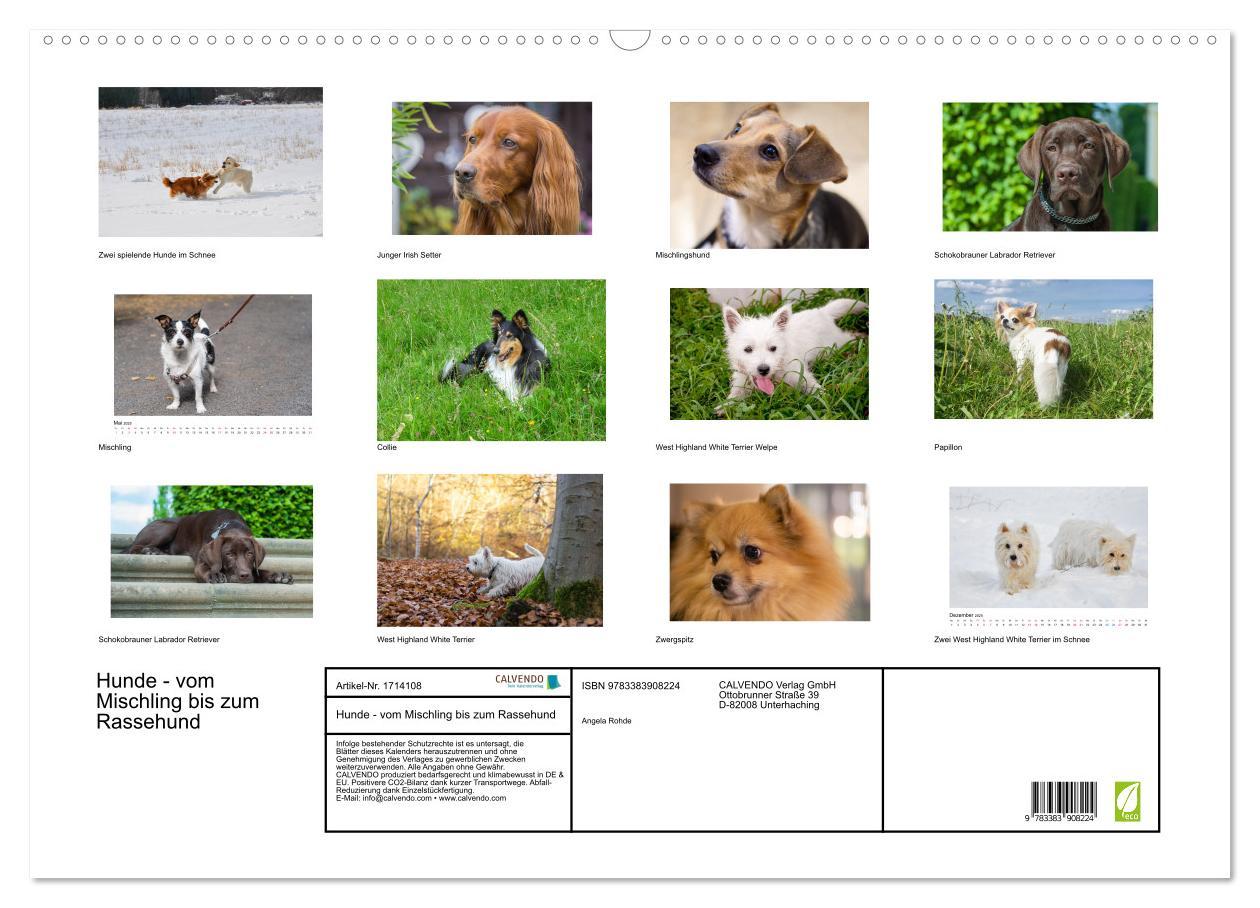 Bild: 9783383908224 | Hunde - vom Mischling bis zum Rassehund (Wandkalender 2025 DIN A2...