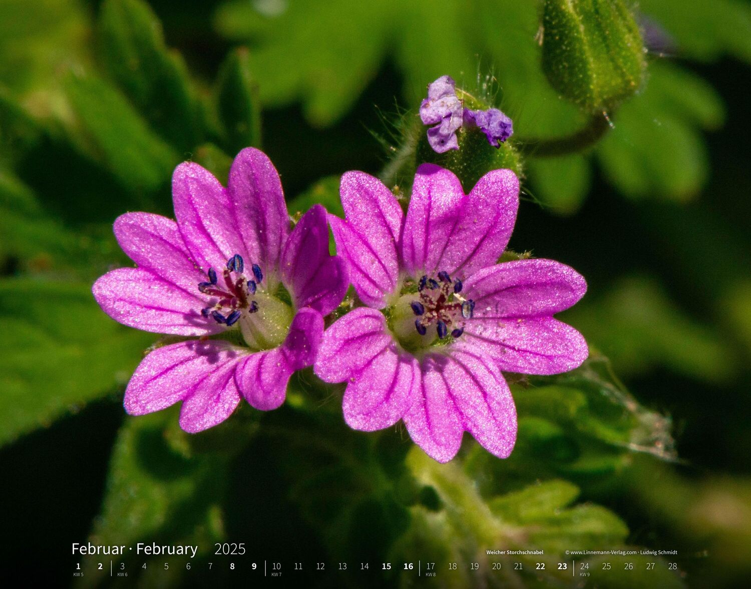 Bild: 9783862923403 | Wildblumen 2025 Großformat-Kalender 58 x 45,5 cm | Wildflowers 2025