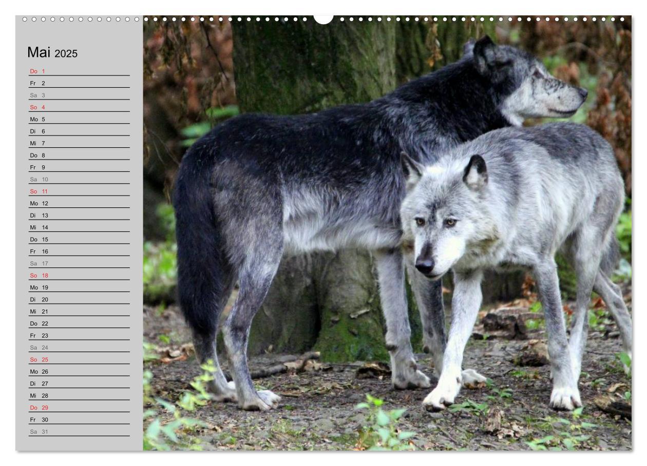 Bild: 9783435471409 | Im Rudel Zuhause - Der Wolf (hochwertiger Premium Wandkalender 2025...