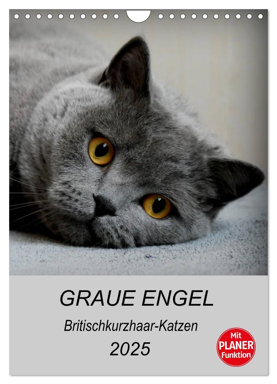 Cover: 9783435992621 | Graue Engel - Britischkurzhaar-Katzen (Wandkalender 2025 DIN A4...