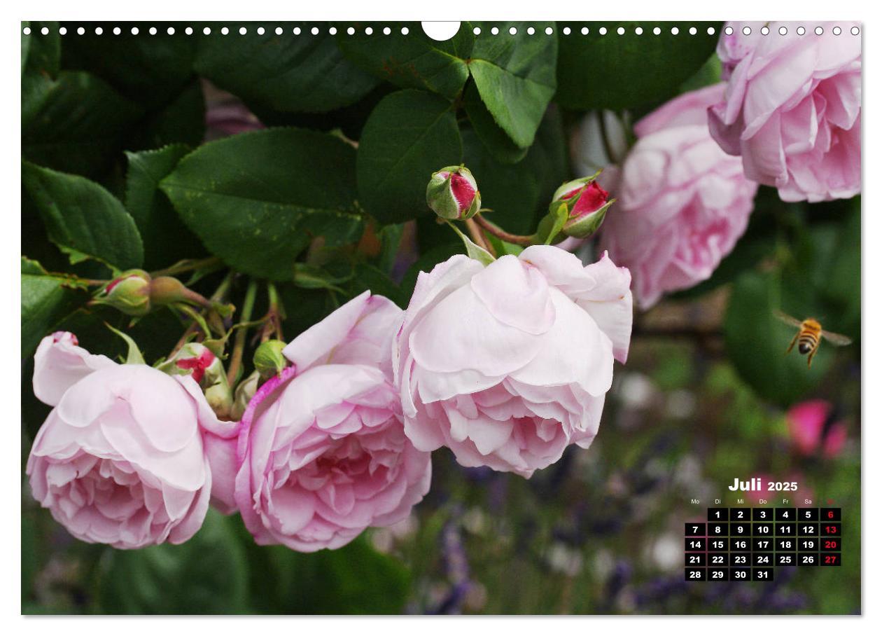 Bild: 9783435234851 | Magie der Rosen (Wandkalender 2025 DIN A3 quer), CALVENDO...