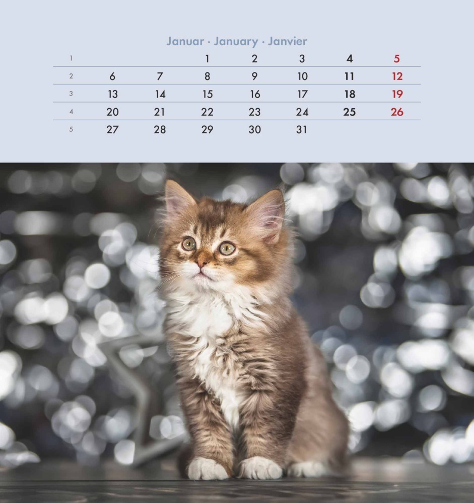 Bild: 4251732342296 | Alpha Edition - Schmusekatzen 2025 Postkartenkalender, 16x17cm,...