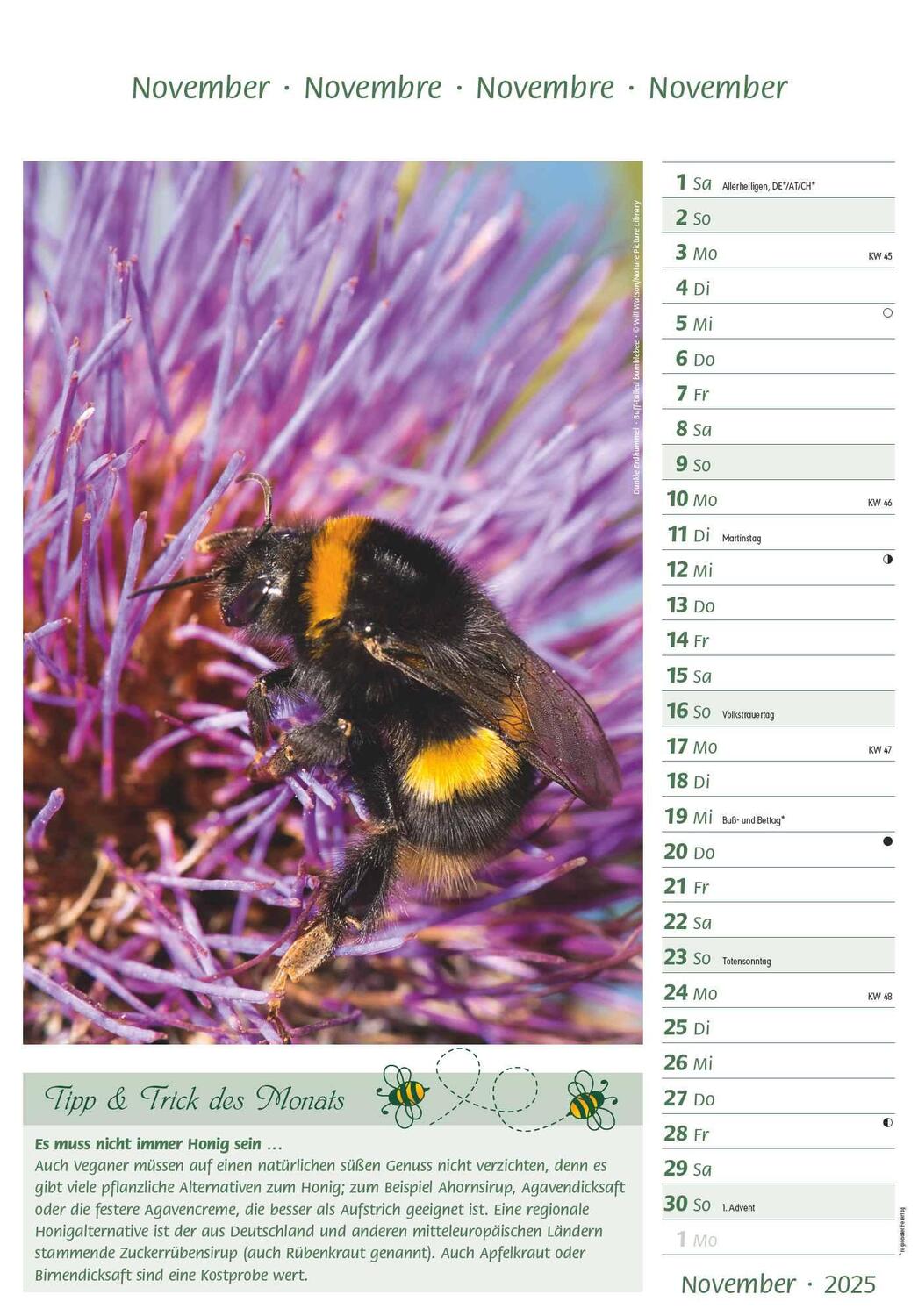 Bild: 4251732344399 | Bienen 2025 23,7x34 | Alpha Edition | Kalender | 28 S. | Deutsch