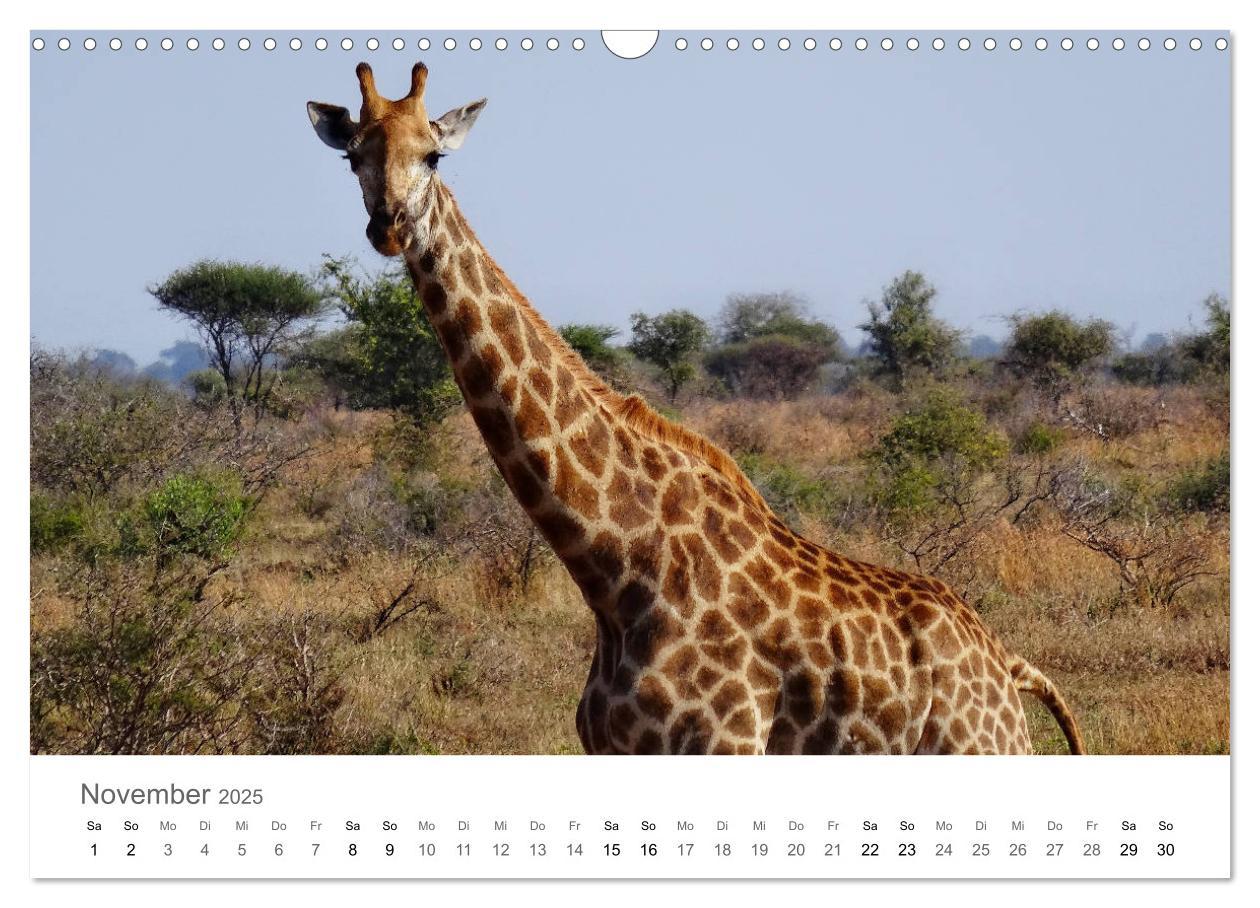 Bild: 9783435268139 | Afrika - Tiere im Krüger Nationalpark (Wandkalender 2025 DIN A3...