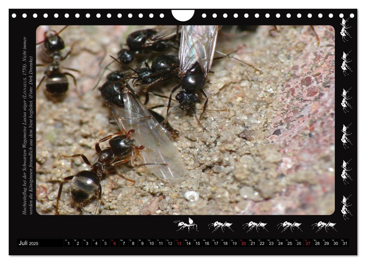 Bild: 9783435664153 | AntsNature - Faszination Ameisen (Wandkalender 2025 DIN A4 quer),...