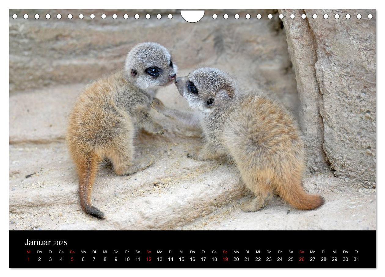 Bild: 9783435782451 | Lustige Erdmännchen (Wandkalender 2025 DIN A4 quer), CALVENDO...