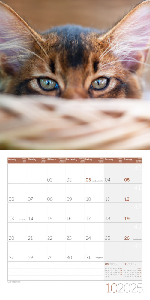 Bild: 9783838445205 | Katzen Kalender 2025 - 30x30 | Ackermann Kunstverlag | Kalender | 2025