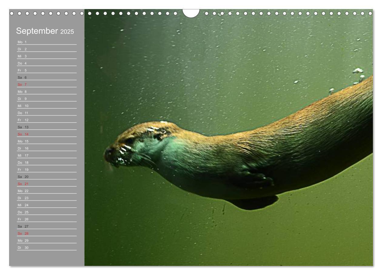 Bild: 9783435549467 | Otter. Frech, laut und clever (Wandkalender 2025 DIN A3 quer),...