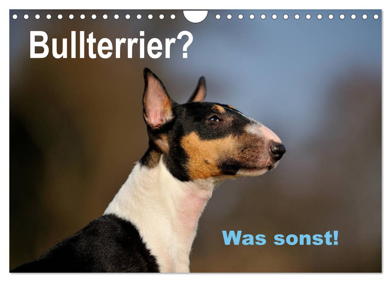 Cover: 9783435587230 | Bullterrier? Was sonst! (Wandkalender 2025 DIN A4 quer), CALVENDO...