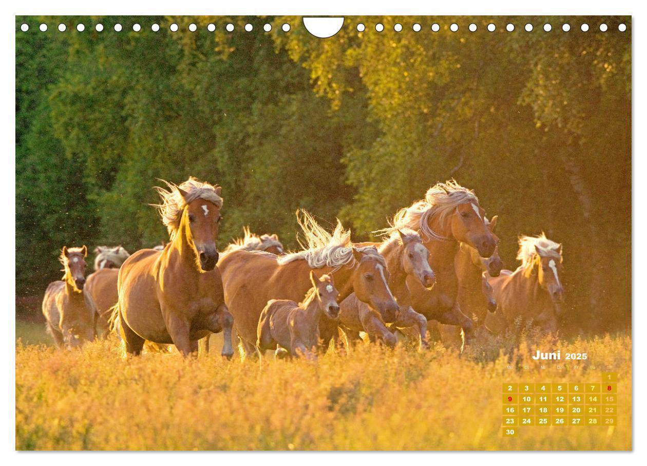 Bild: 9783457184974 | Haflinger: Die blonden Pferde von der Alm (Wandkalender 2025 DIN A4...