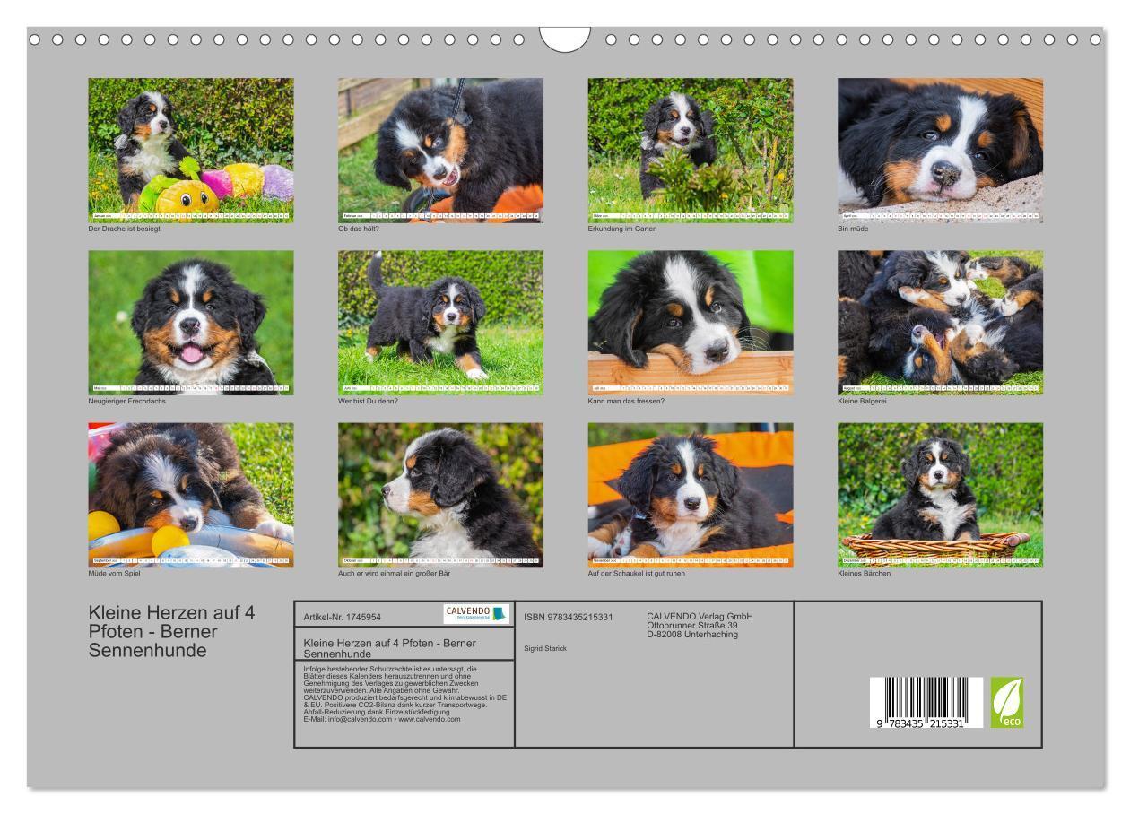 Bild: 9783435215331 | Kleine Herzen auf 4 Pfoten - Berner Sennenhunde (Wandkalender 2025...