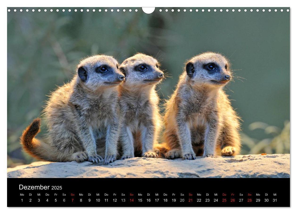 Bild: 9783435835799 | Erdmännchen - Tierkinder (Wandkalender 2025 DIN A3 quer), CALVENDO...