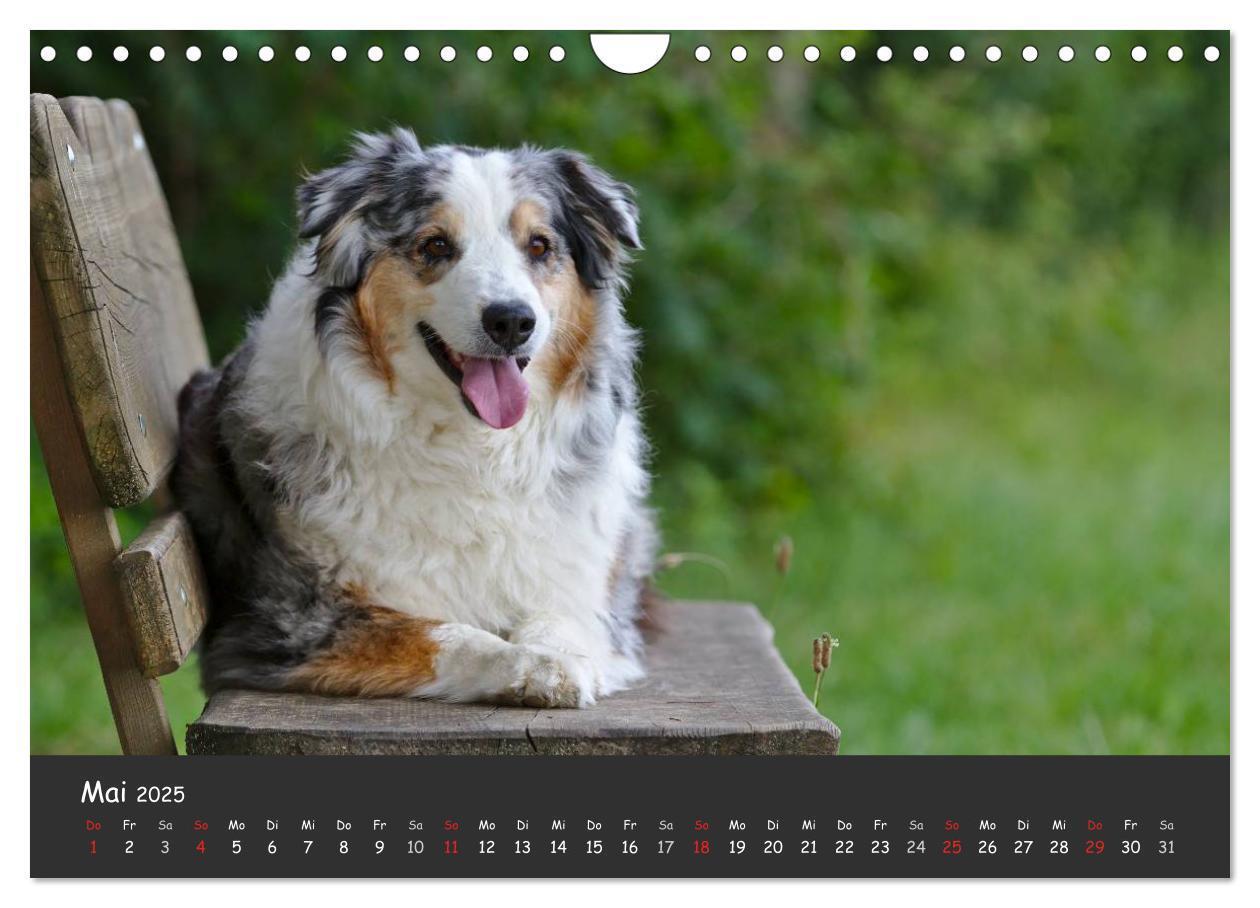 Bild: 9783435582686 | Australian Shepherd - Augenblicke (Wandkalender 2025 DIN A4 quer),...