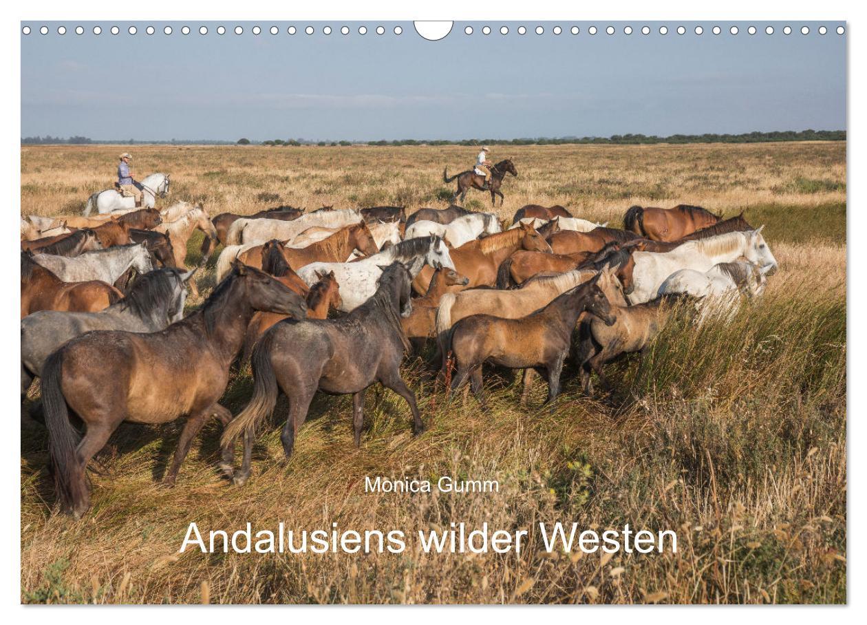 Cover: 9783435105540 | Pferde - Andalusiens wilder Westen (Wandkalender 2025 DIN A3 quer),...