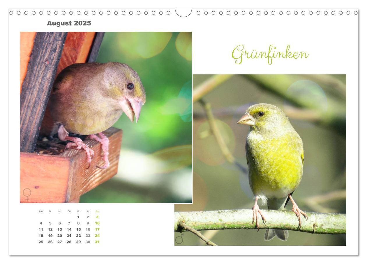 Bild: 9783435059294 | Vogel-Pärchen (Wandkalender 2025 DIN A3 quer), CALVENDO Monatskalender