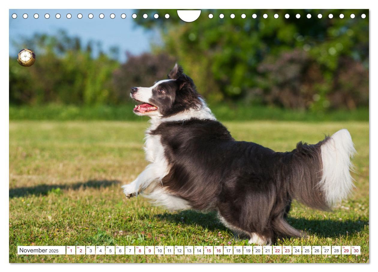 Bild: 9783457157749 | Border Collie - Das Universalgenie unter den Hunden (Wandkalender...