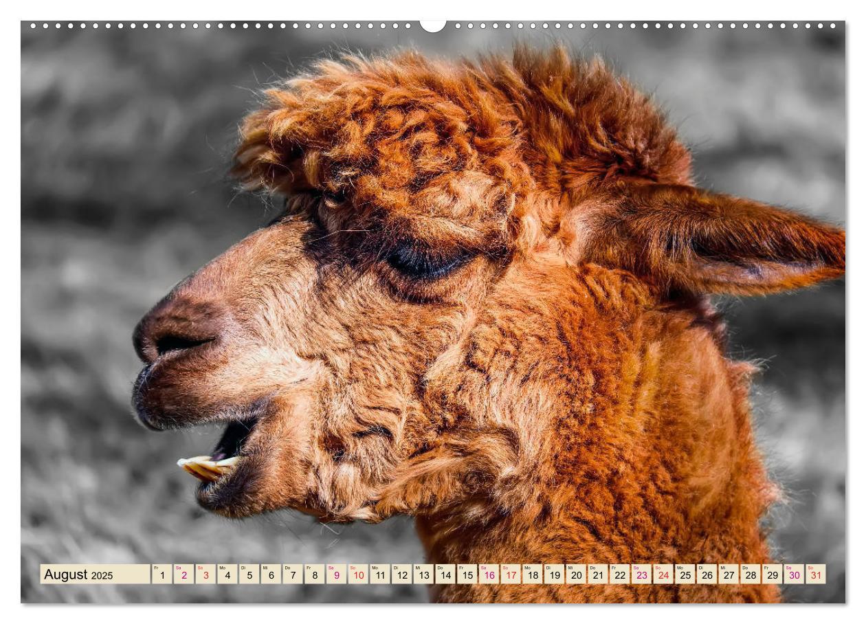 Bild: 9783435364008 | Alpaka Gesichter (Wandkalender 2025 DIN A2 quer), CALVENDO...