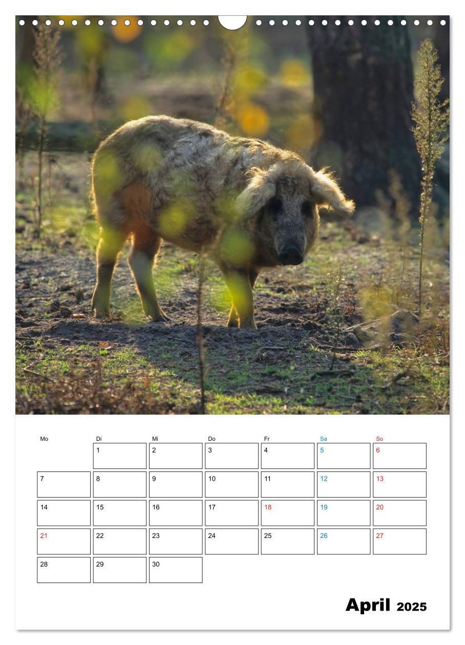 Bild: 9783457077863 | Schweine 2025 (Wandkalender 2025 DIN A3 hoch), CALVENDO Monatskalender