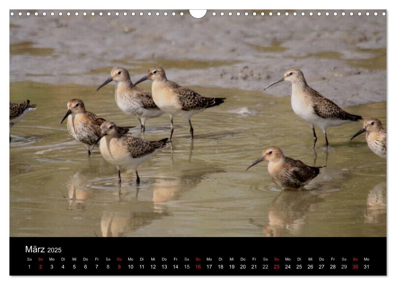 Bild: 9783435512737 | Limikolen Watvögel auf dem Zug (Wandkalender 2025 DIN A3 quer),...