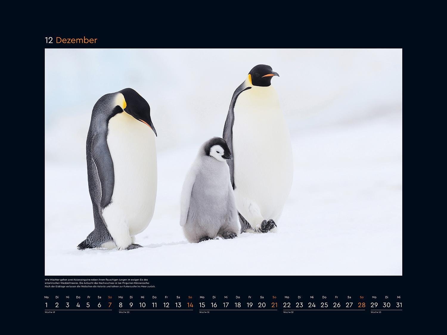 Bild: 9783965913639 | Tierfamilien rund um die Welt - KUNTH Wandkalender 2025 | Kalender