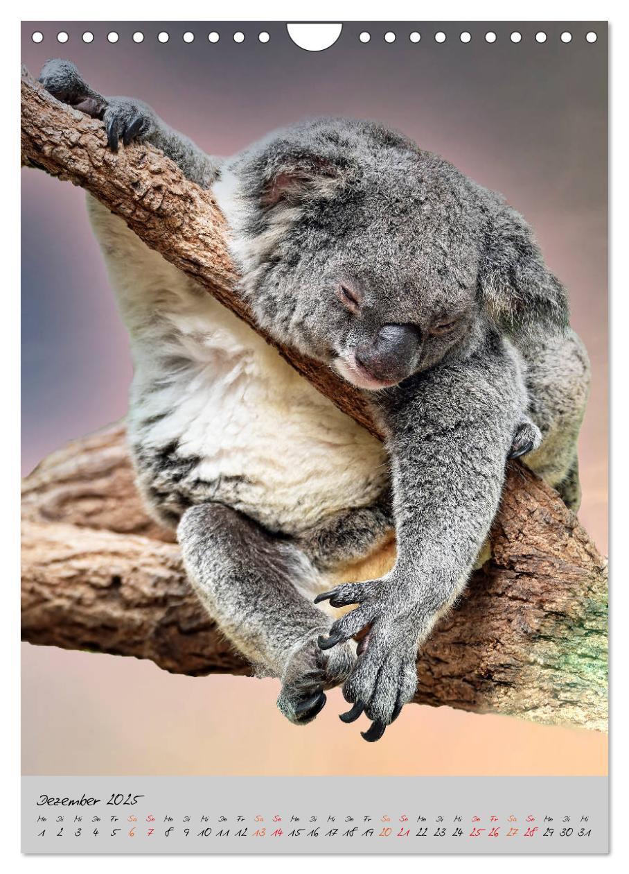 Bild: 9783435950577 | Koala, kleiner Bär (Wandkalender 2025 DIN A4 hoch), CALVENDO...