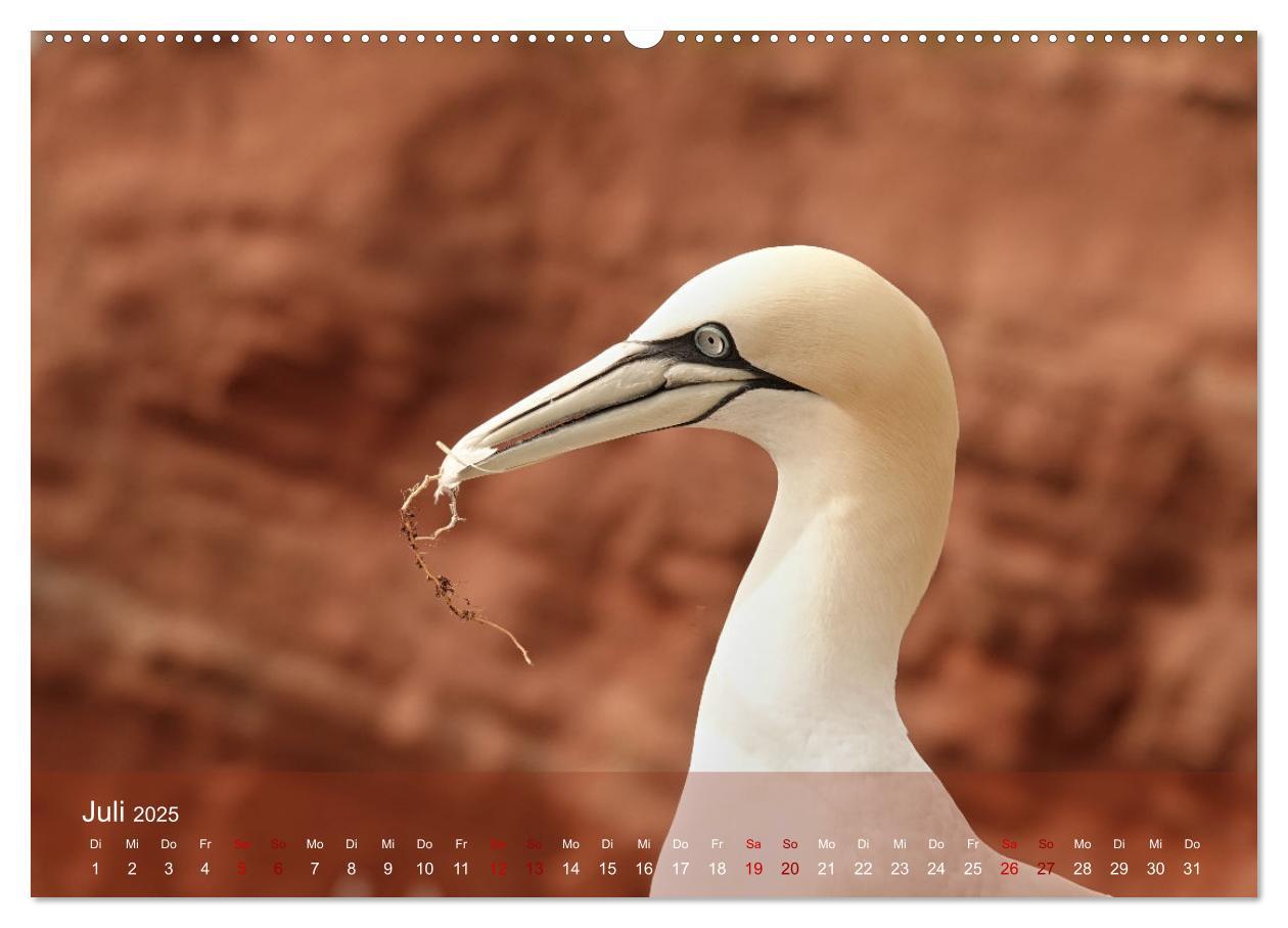 Bild: 9783435020027 | Vögel an Deutschlands Küsten (Wandkalender 2025 DIN A2 quer),...