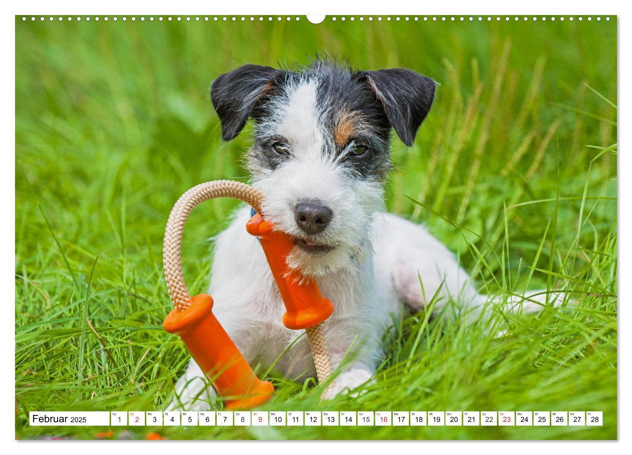 Bild: 9783435245499 | 100000 Volt auf vier Pfoten - Jack und Parson Russell Terrier...