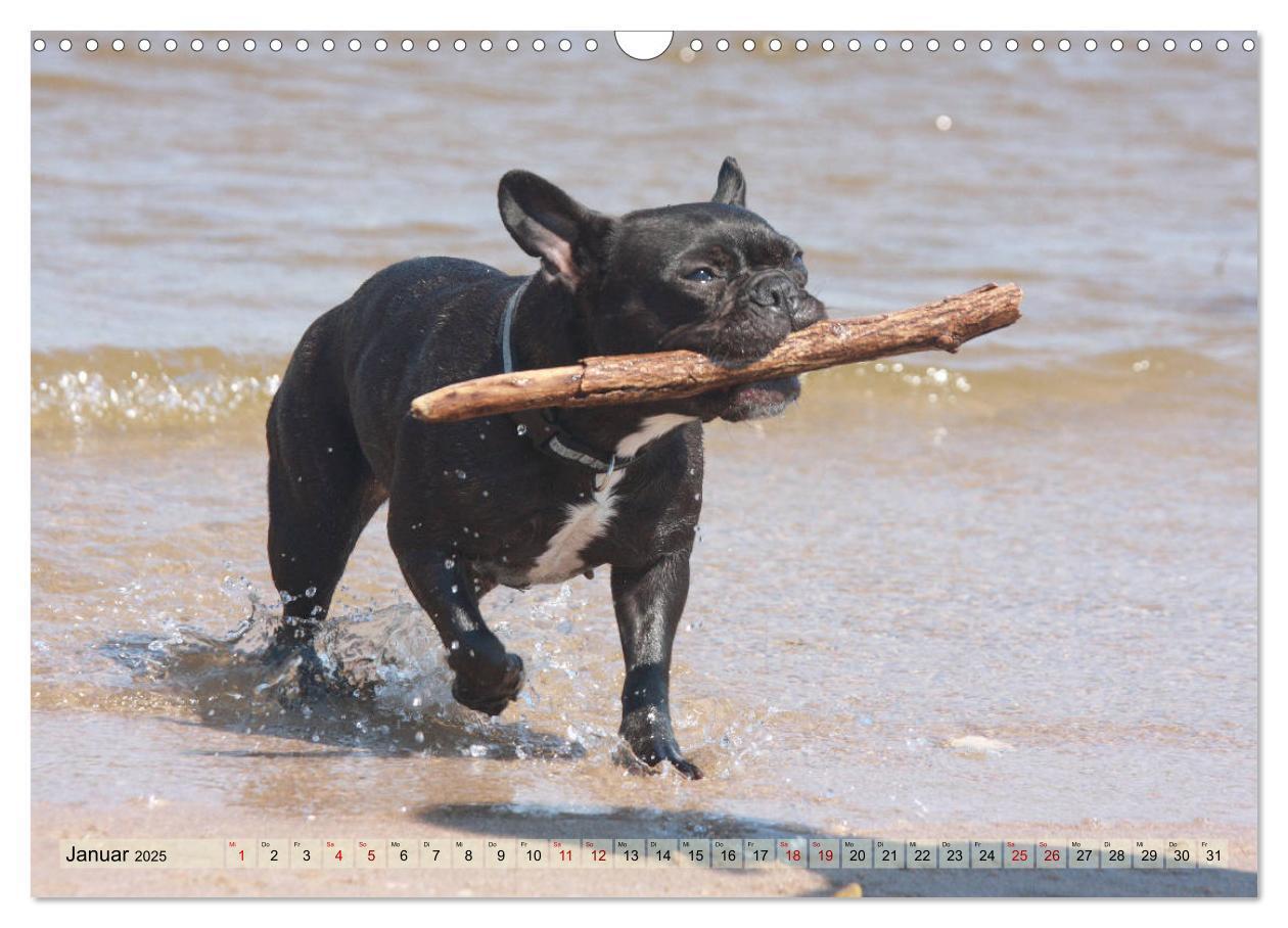 Bild: 9783435385805 | Bulldoggen - Englische und Französische Bulldoggen (Wandkalender...