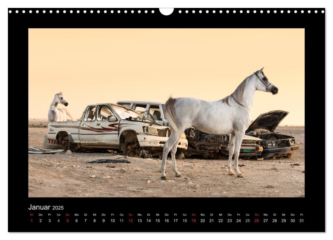 Bild: 9783435789412 | Vollblutaraber (Wandkalender 2025 DIN A3 quer), CALVENDO...