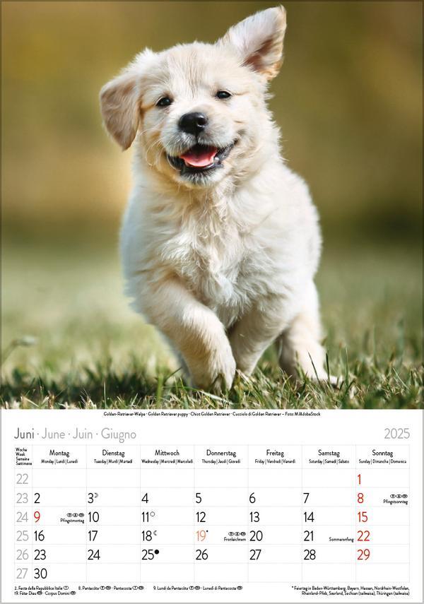 Bild: 9783731876175 | Hunde 2025 | Wandkalender mit Fotos von Hunden. Format 23,5 x 33,5 cm.