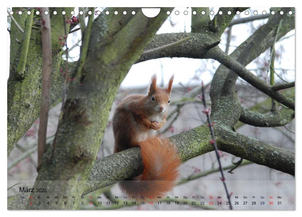 Bild: 9783435587469 | Spaß mit Eichhörnchen! (Wandkalender 2025 DIN A4 quer), CALVENDO...