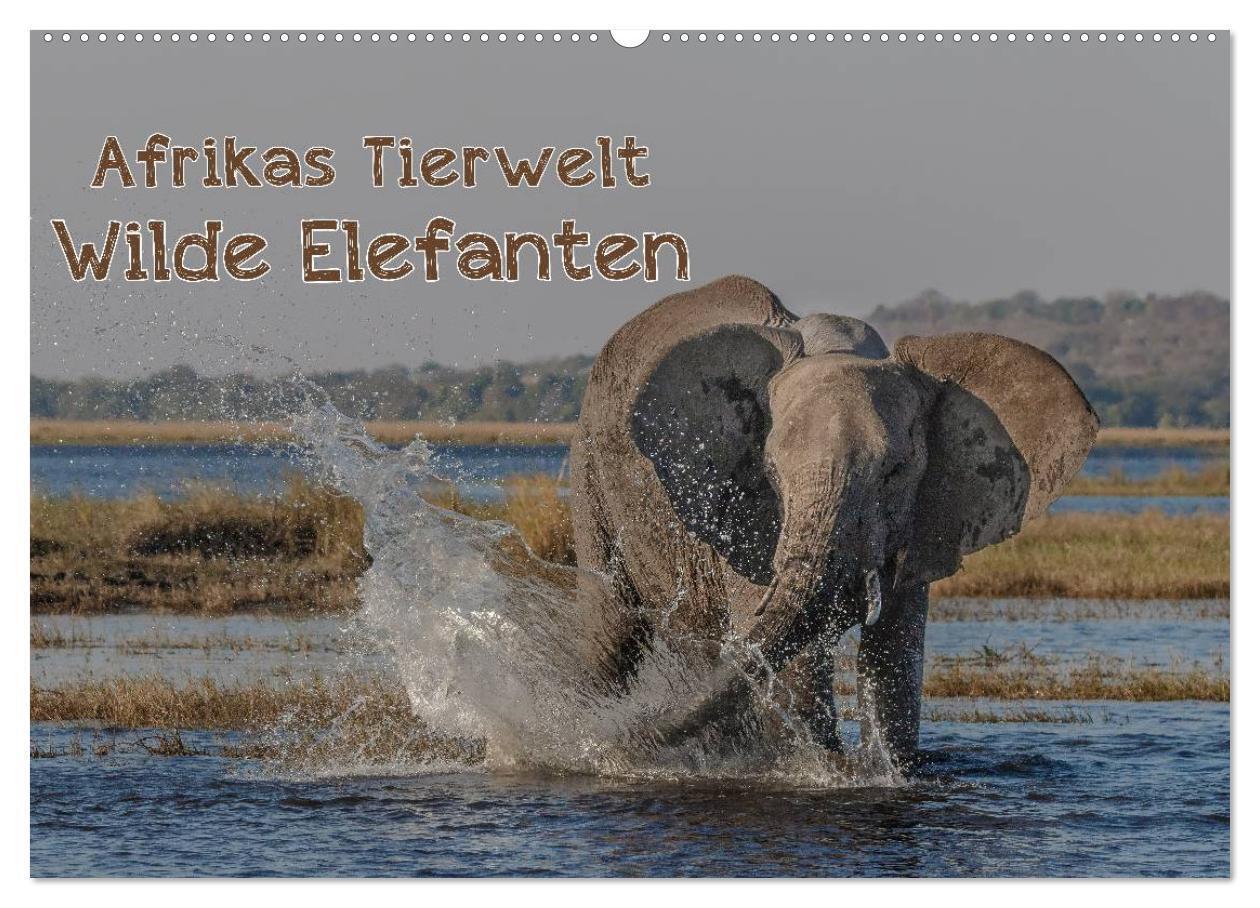 Cover: 9783435577781 | Afrikas Tierwelt - Wilde Elefanten (Wandkalender 2025 DIN A2 quer),...