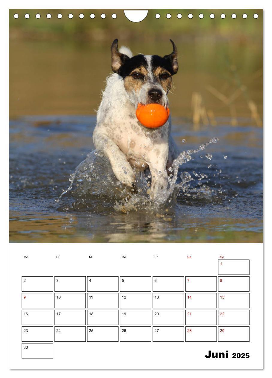 Bild: 9783435996063 | Tender Fellows - Parson Russell Terrier (Wandkalender 2025 DIN A4...