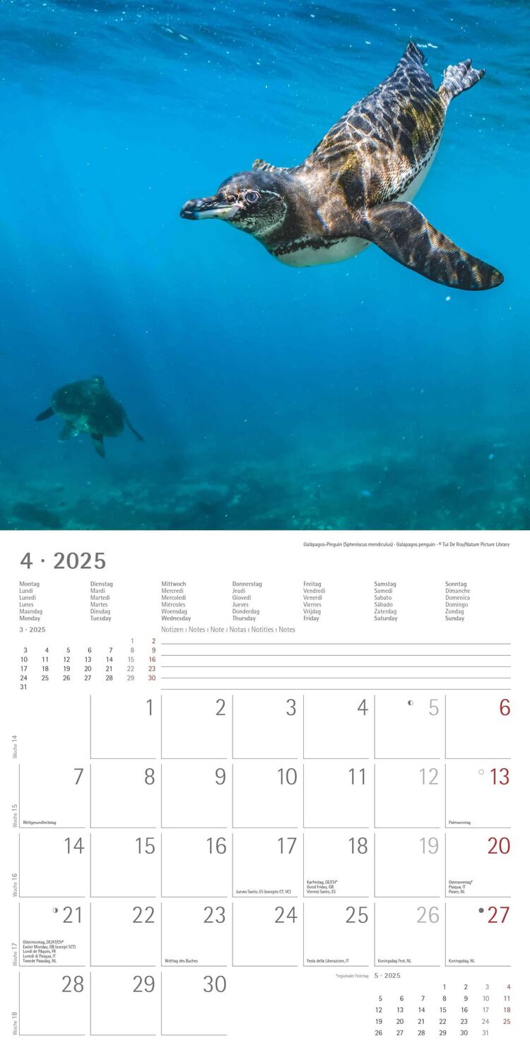 Bild: 4251732343101 | Pinguine 2025 - Broschürenkalender 30x30 cm (30x60 geöffnet) -...