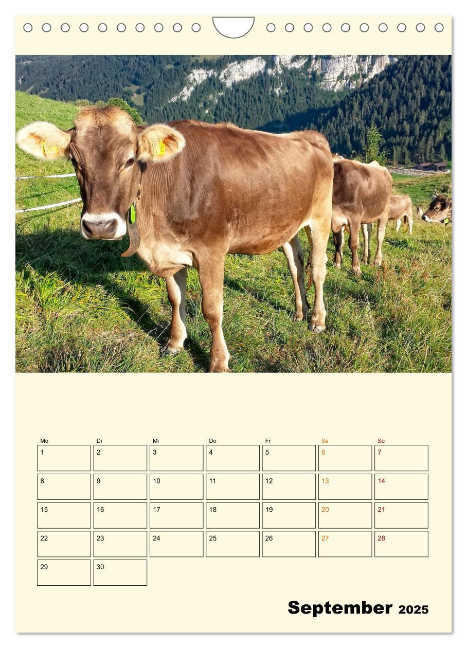 Bild: 9783435904358 | Glückliche Bergkühe (Wandkalender 2025 DIN A4 hoch), CALVENDO...