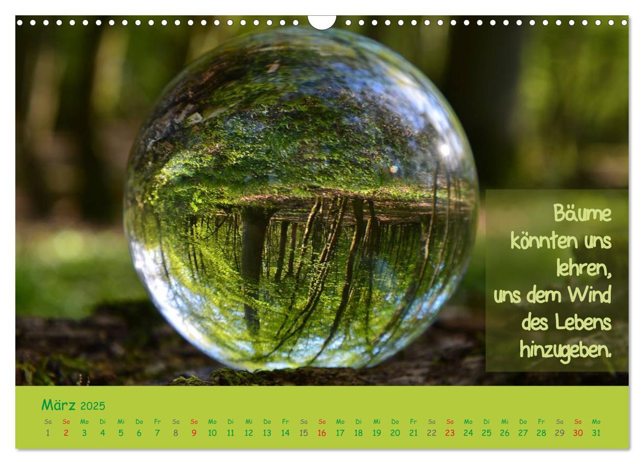 Bild: 9783435486960 | Wunderbare Waldkugeln (Wandkalender 2025 DIN A3 quer), CALVENDO...