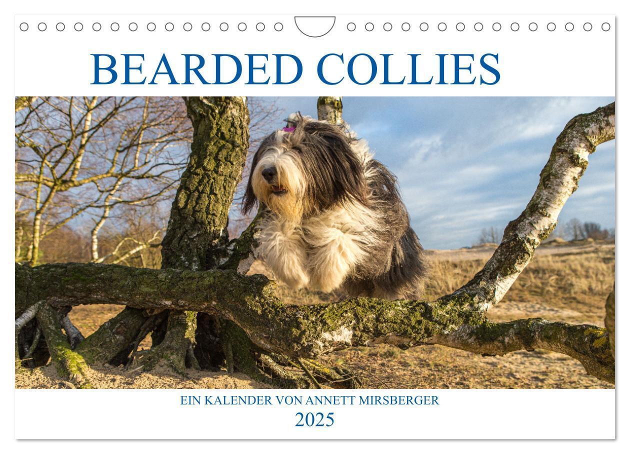 Cover: 9783435427239 | BEARDED COLLIES 2025 (Wandkalender 2025 DIN A4 quer), CALVENDO...