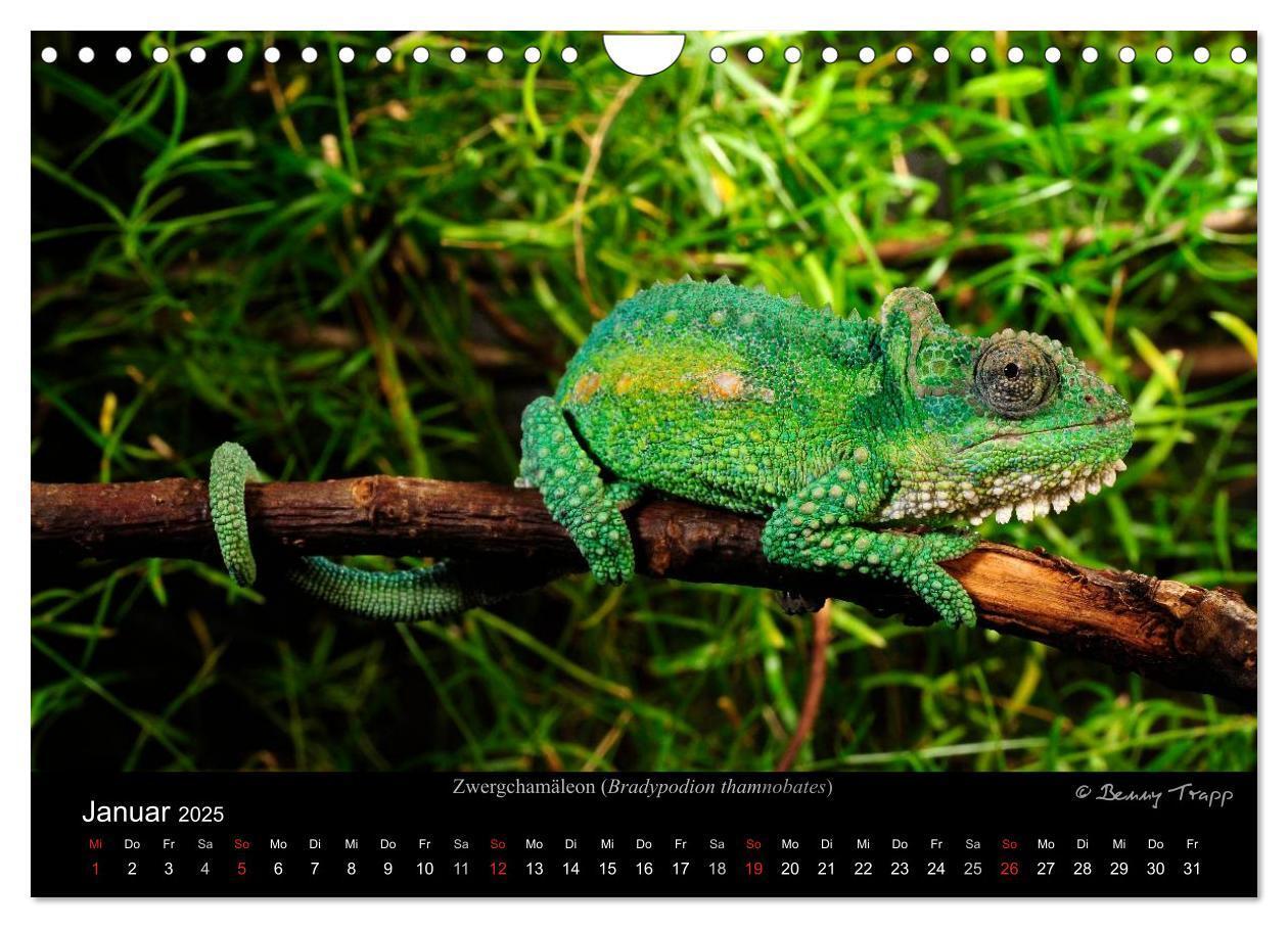 Bild: 9783435774548 | REPTILIEN (Wandkalender 2025 DIN A4 quer), CALVENDO Monatskalender